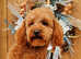 Toy poodle for stud