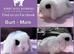 Baby Mini Lop Bunnies - Reserve now - Homes 10/06