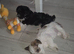 One beautiful morkie   boy left