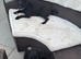 1 adorable Patterdale left