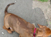 Lovely dachshund dapple boy