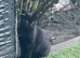 Black kitten