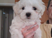 Maltese puppyl