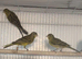 3 male pure raza canaries