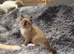 Very Beautiful GCCF Registered Ragdoll Kittens.