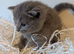 Pure Beautiful Russian Blue Kittens for Sale