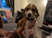 Dashhound X jack Russell