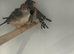 Various Stunning Zebra Finches