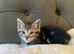 1 male bengal left
