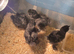 Silkie chicks