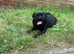 Male black pug