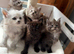 Beautiful mainecoon kittens for sale