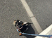 female mini dachshund