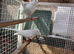 Afghan pigeon (plz read description first)