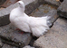 Fantails