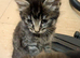 Absolutely beautiful kittens ready now for furever homes!