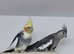 5 cockatiels for sale &pound;300