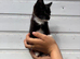 Black and white kittens