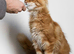 Beautiful Russian Import Kittens TICA