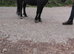 Black gelding