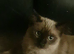 ted is a Seal sepia now called a cheribum h.e's the most loving affectionate little boy he is is coming up 9 months.as all male cats of this age he wi