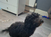 Male poochon puppy