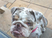 Dwkc registered English bulldog bitch
