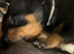4 mini pinschers