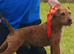 Lakeland terrier