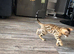 Beautiful 5 Generations Pedigree Bengal kittens in London