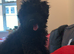 Toy poodle cross miniature poodle