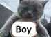 Kitten Bsh