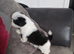 Full pedigree not kc registered lhasa apso pups