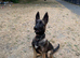 Belgium malinos puppy for rehoming 4 month old