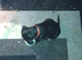 Puppies for sale