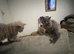 Two beautiful kittens