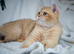 British Shorthair STUD (not for sale)