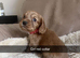 Kc cocker spaniel puppies