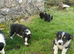 Lovely Border Collie puppies