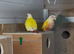 2 lutino cock conuars