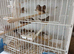 20 zebra finch as job lot