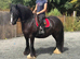 13hh 12 year old cob gelding