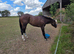 3yr old Bay Gelding 16.1hh