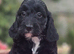 Beautiful F1 Cockapoo Puppies Ready to View Licenced Domestic Breeder
