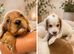 Cocker Pups Ready 28/08/26