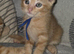 Ginger kittens