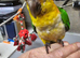 Yellow thigh caique.