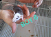 Baby male dumbo  rats