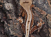 Lilly White Crested Gecko's