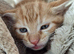 4 little kittens for sale